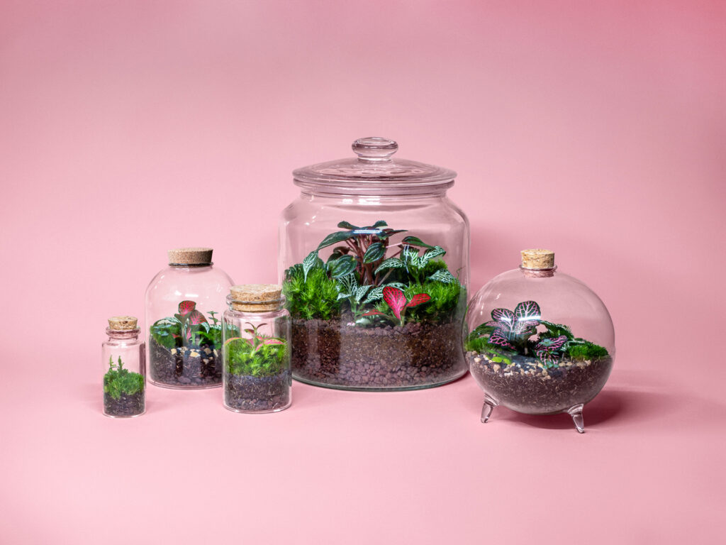 terariu cu plante naturale cadouri corporate