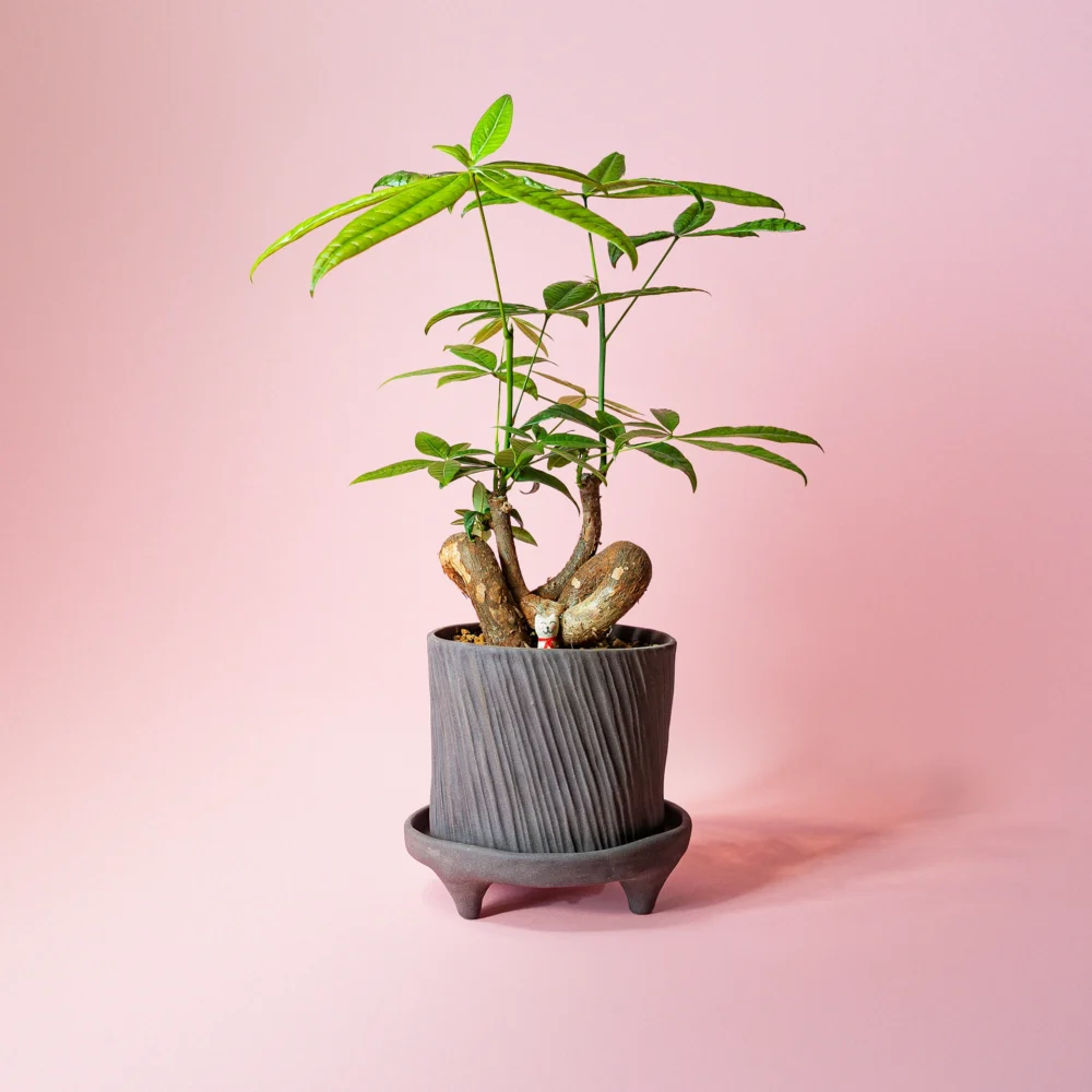 Pachira Aquatica bonsai modern in ghiveci ceramic de autor