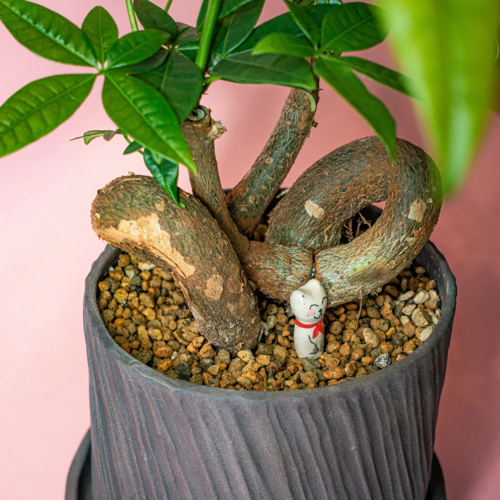 Pachira Aquatica bonsai modern in ghiveci ceramic de autor