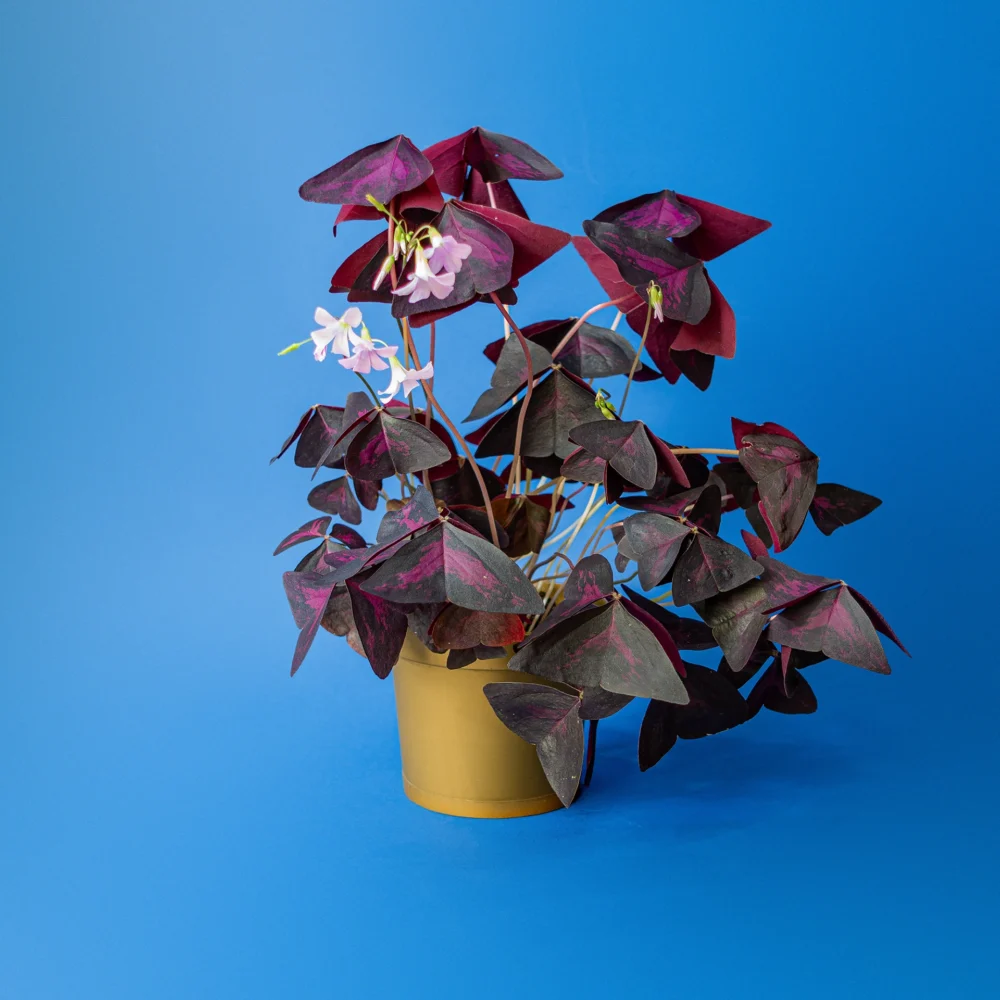 Oxalis Triangularis planta fluture mov in ghiveci plastic