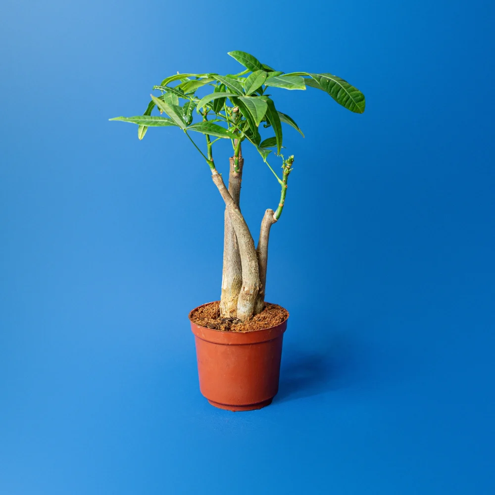 Pachira Aquatica arborele banilor trunchi drept in ghiveci