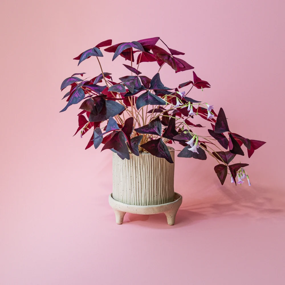 Oxalis Triangularis in ghiveci ceramic de autor cadou