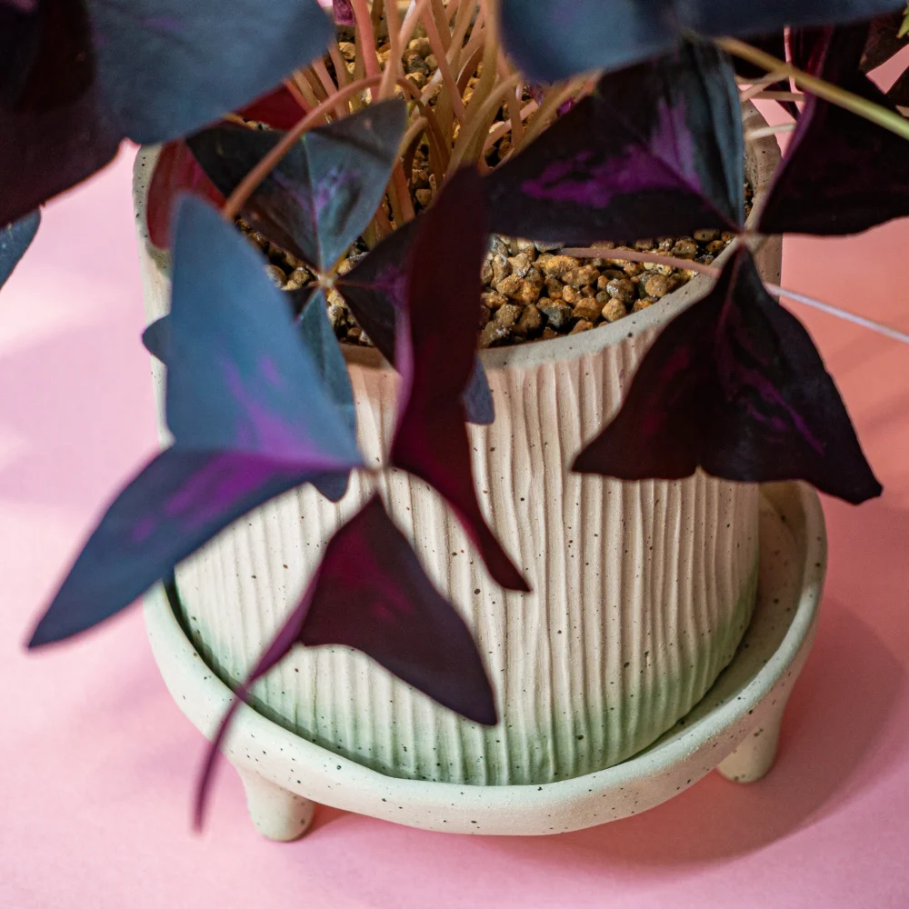plante cadou Oxalis Triangularis in ghiveci ceramic de autor