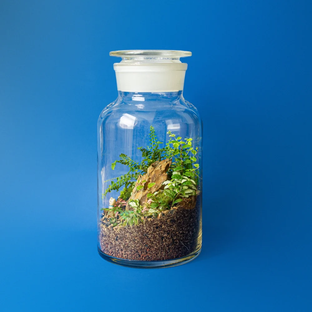 terariu mare inchis cu plante tropicale