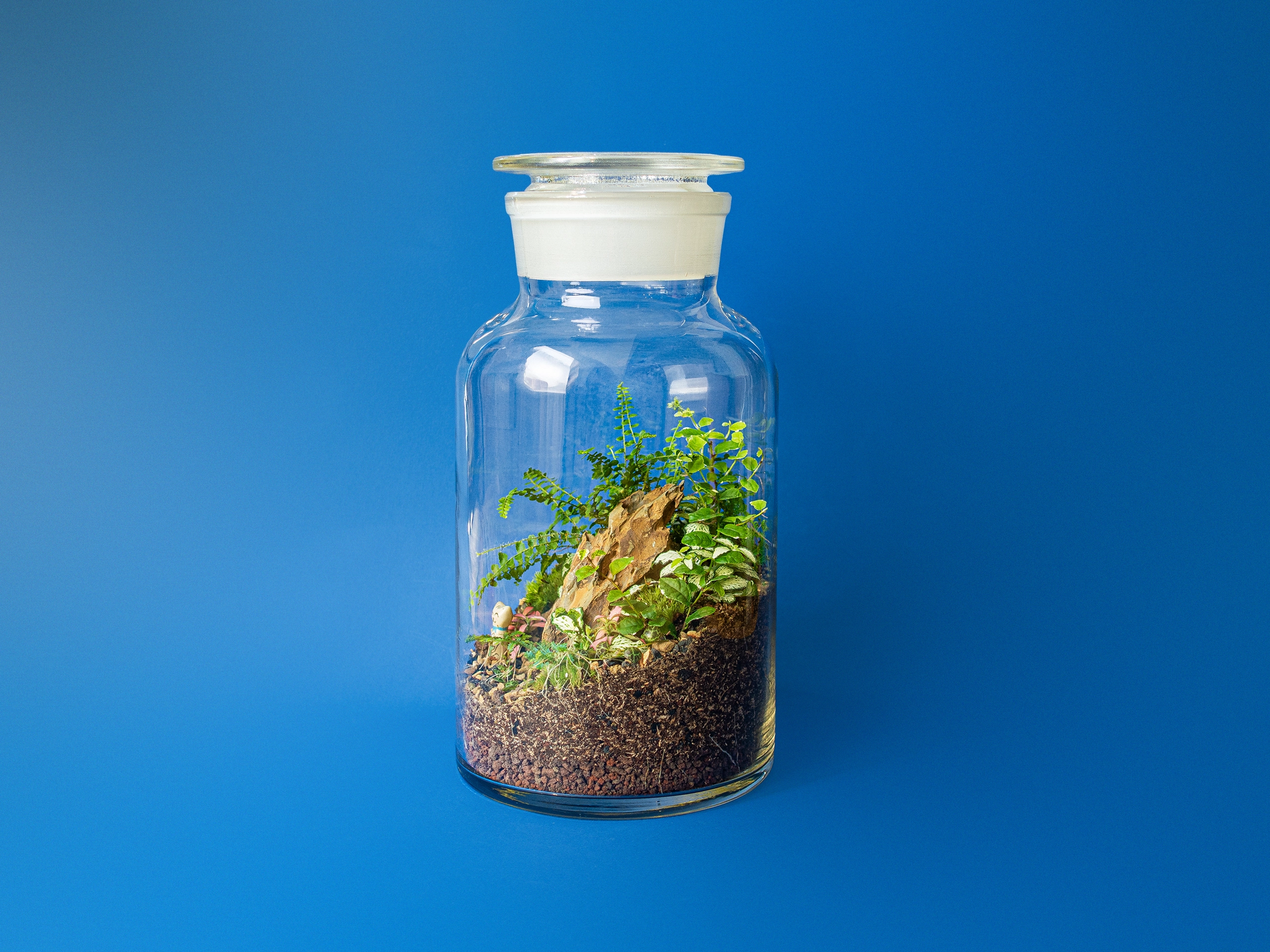 terariu mare inchis cu plante tropicale