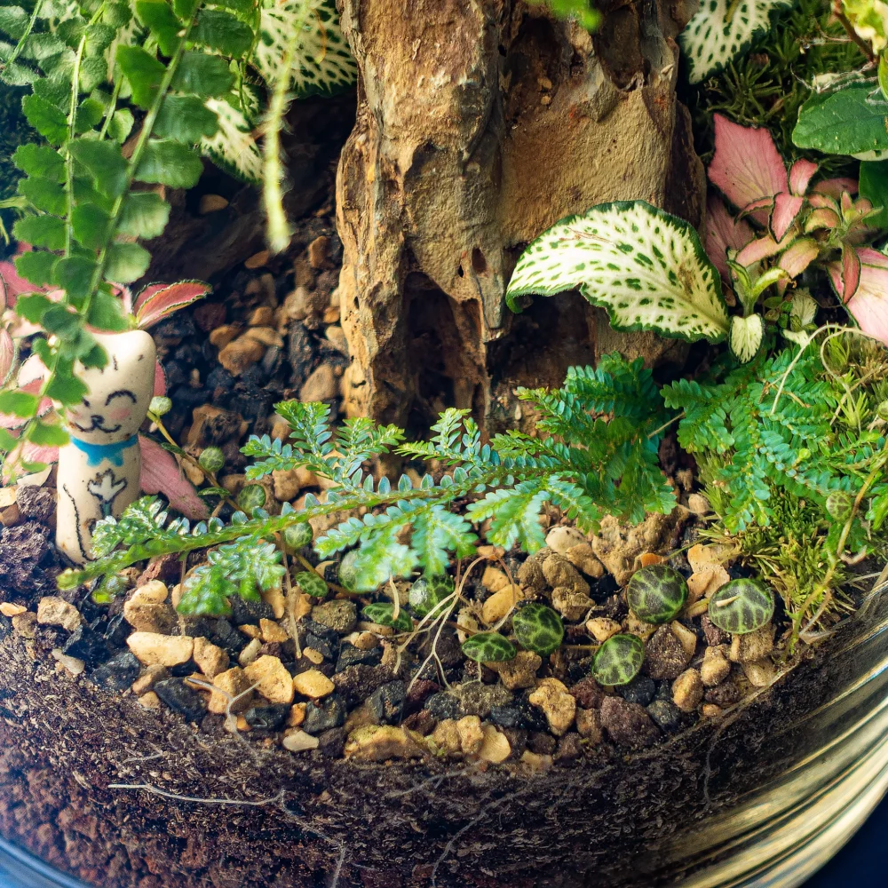 terariu mare inchis cu plante tropicale