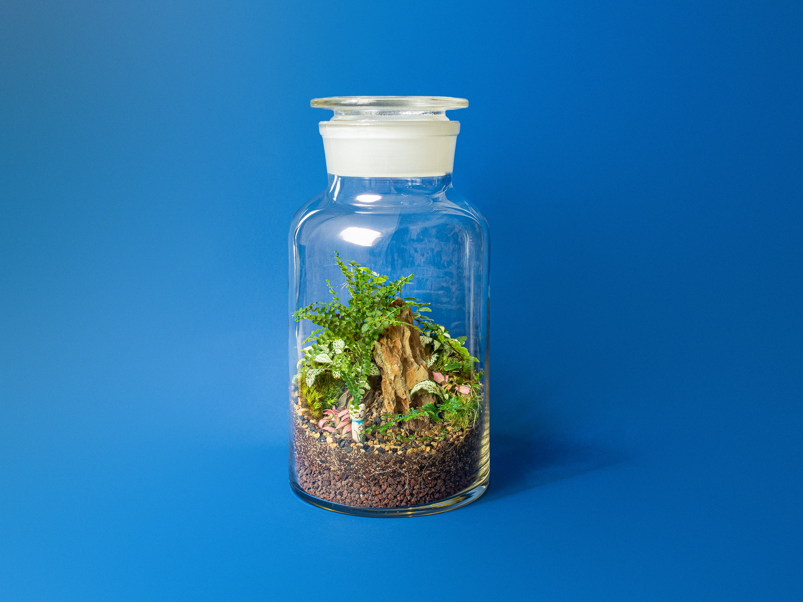 Terariu The Apothecary XL ecosistem de dimensiuni mari cu pisicuta ceramica