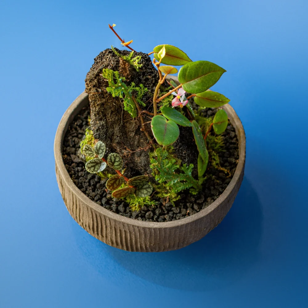 terariu inchis cloche cu plante tropicale