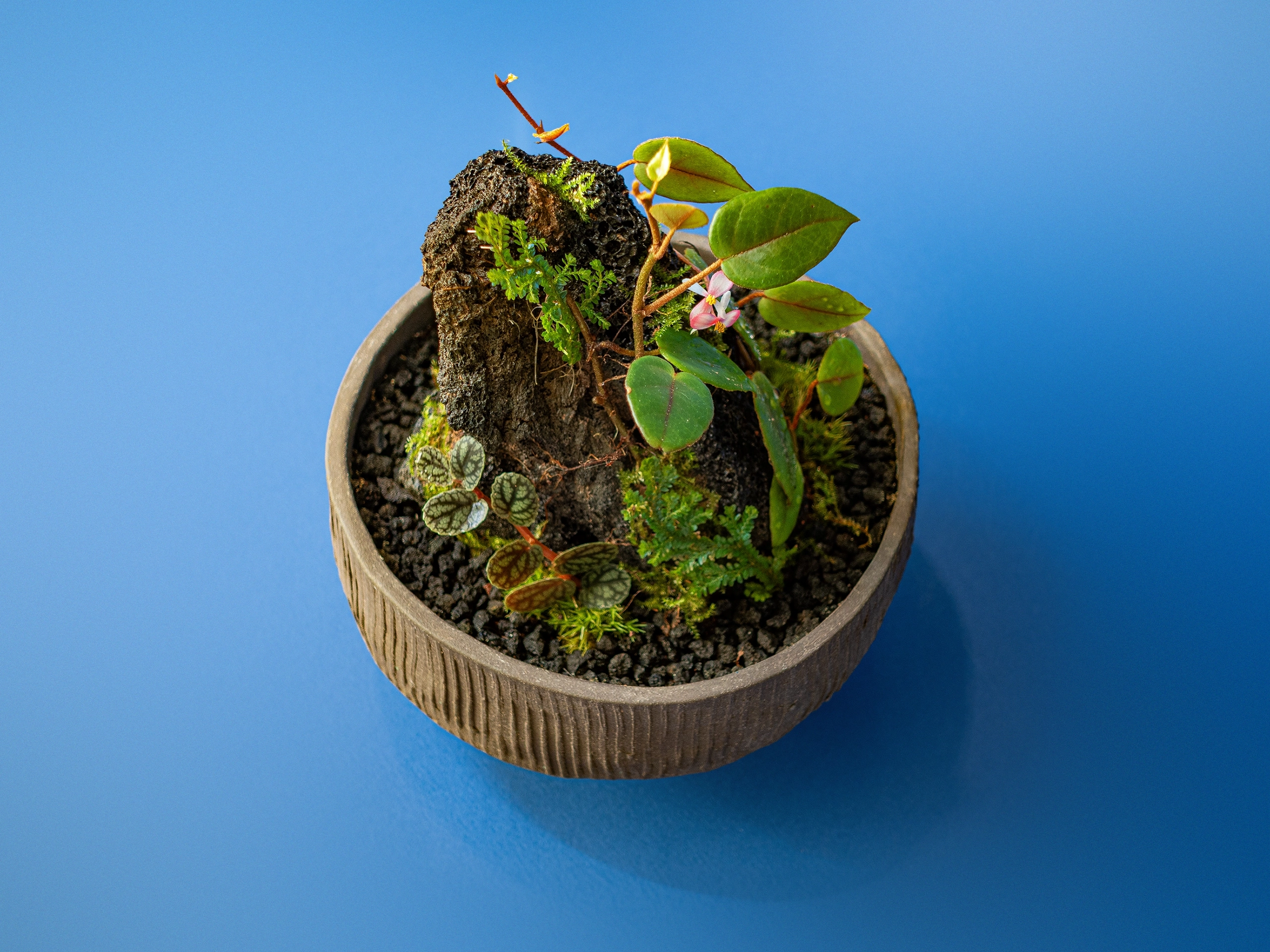 terariu inchis cloche cu plante tropicale