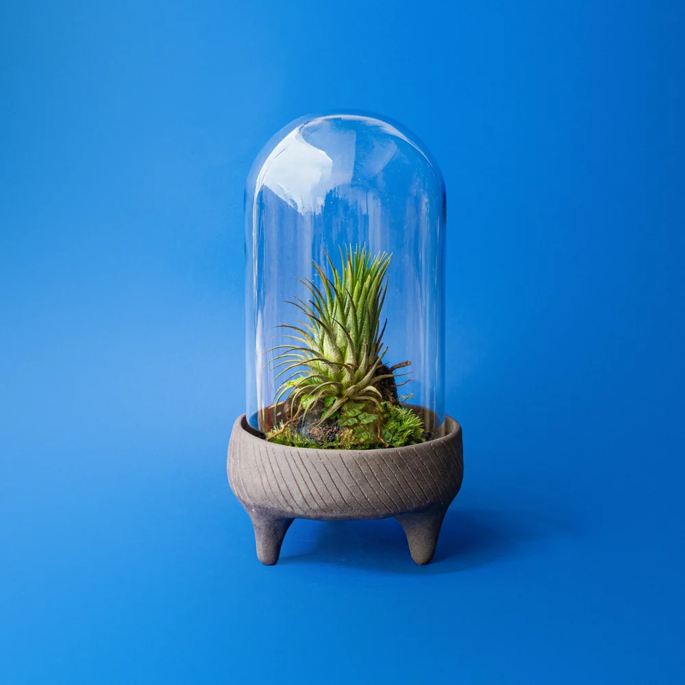 Terariu The Cloche Tillandsia planta aeriana pe baza ceramica neagra