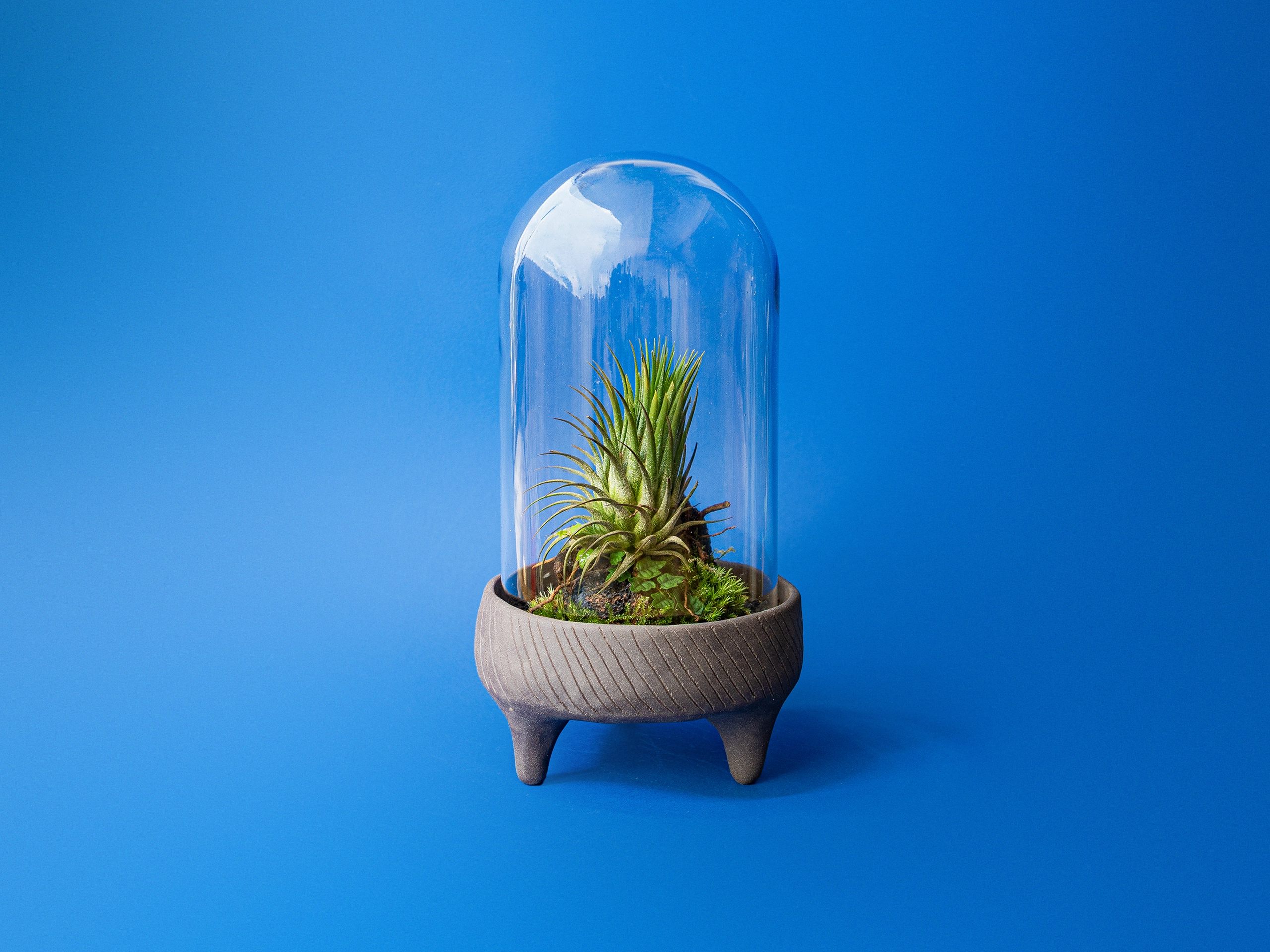 Terariu The Cloche Tillandsia planta aeriana pe baza ceramica neagra