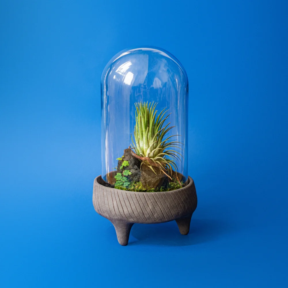 terariu inchis cloche cu plante tropicale