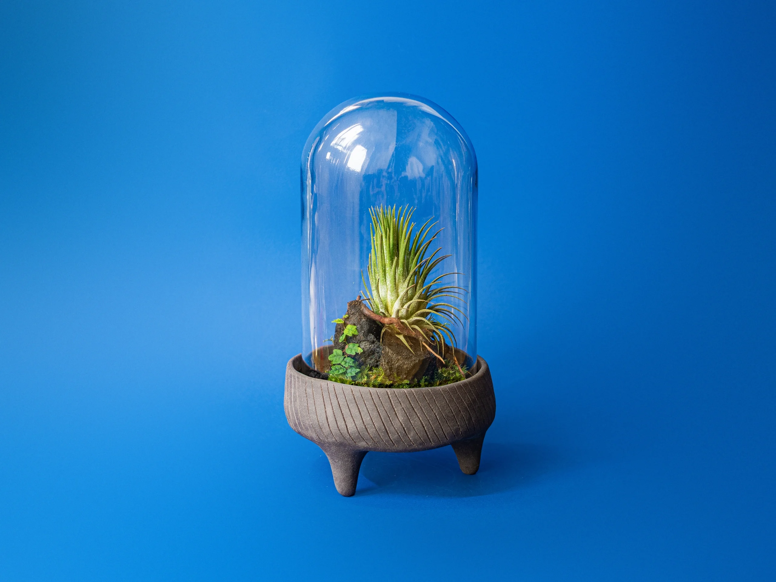 terariu inchis cloche cu plante tropicale