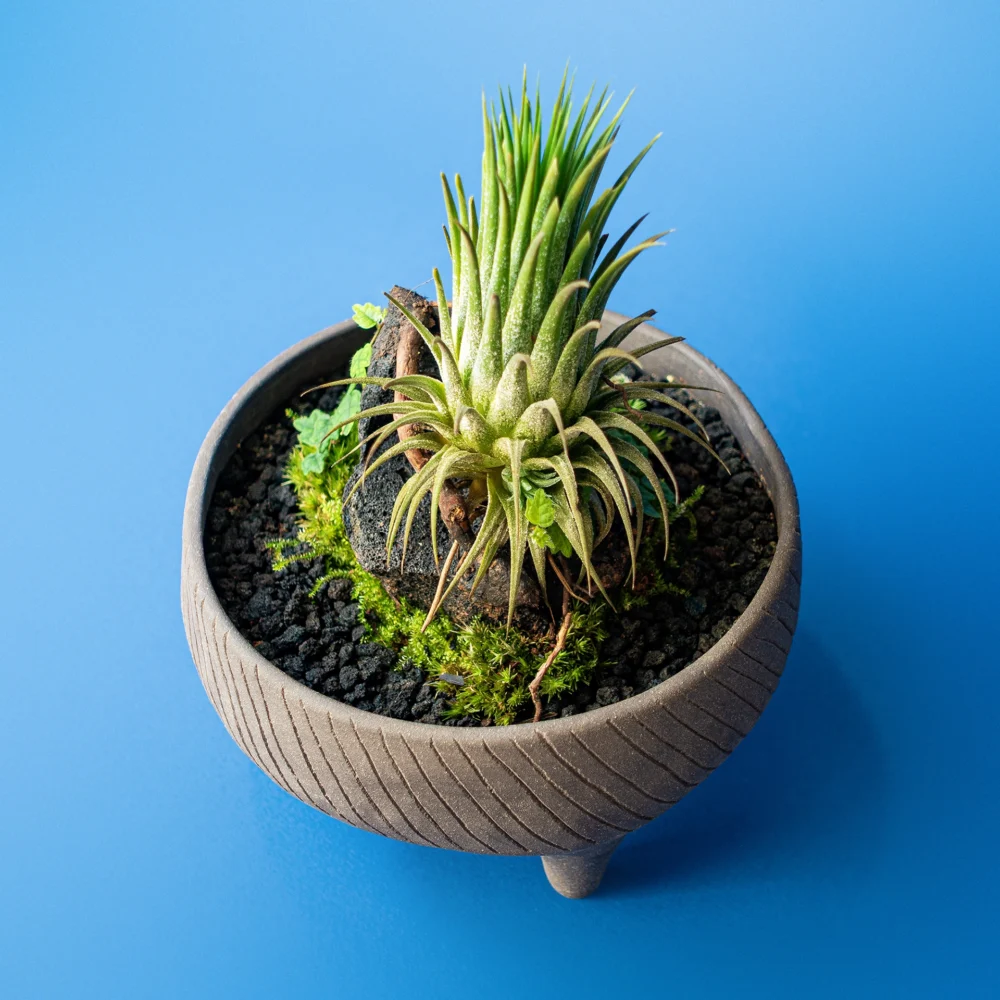 Terariu The Cloche Tillandsia planta aeriana pe baza ceramica neagra