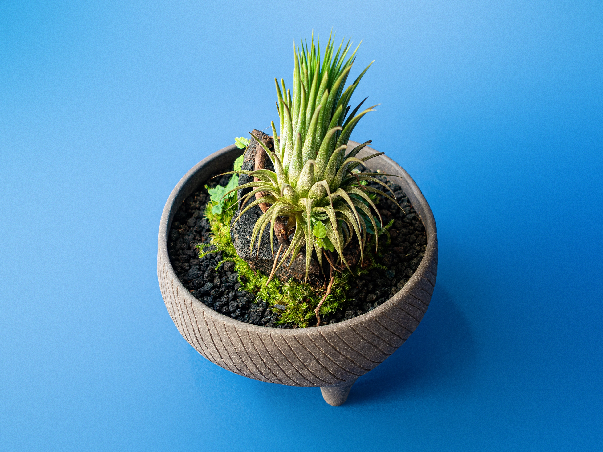 Terariu The Cloche Tillandsia planta aeriana pe baza ceramica neagra