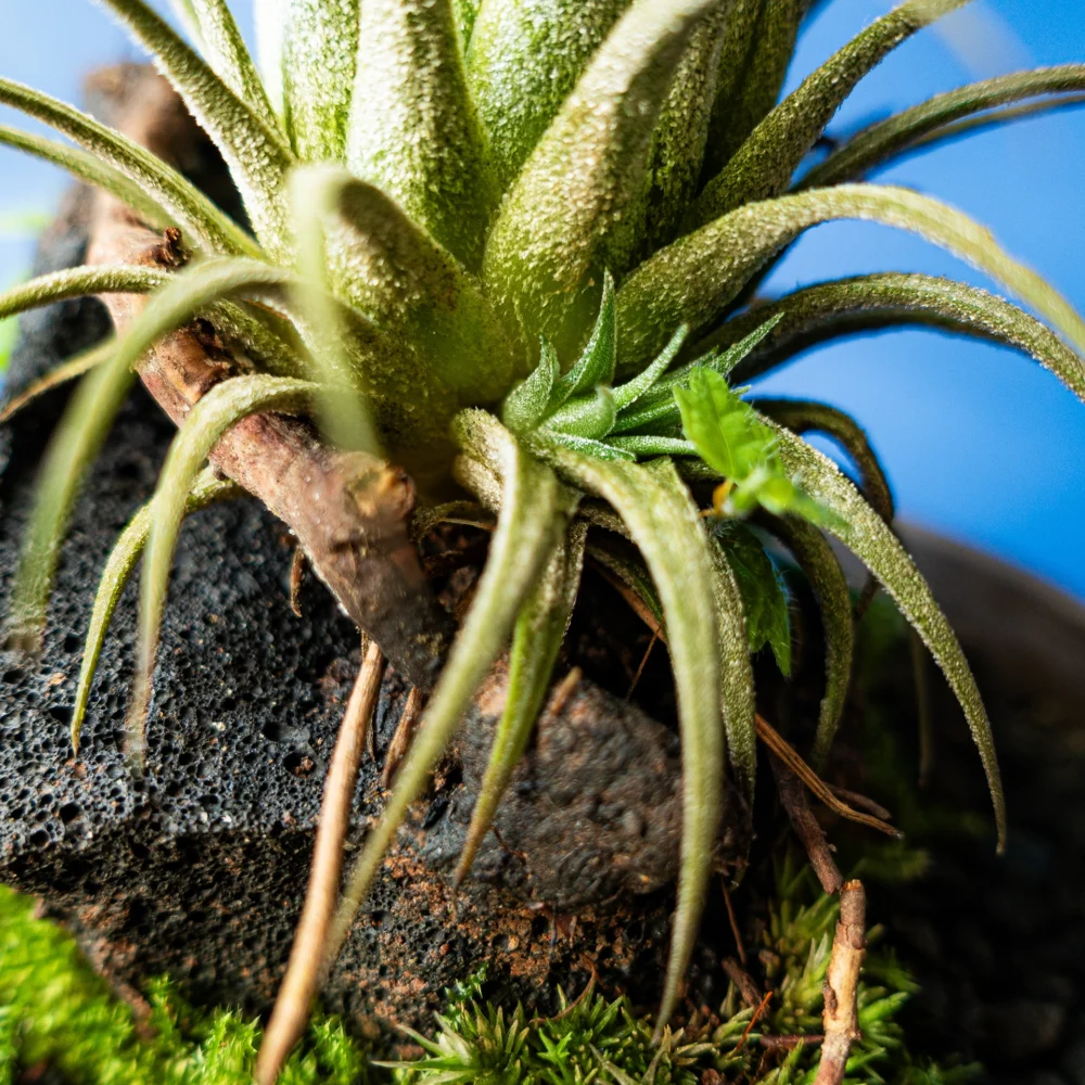 Terariu The Cloche Tillandsia planta aeriana pe baza ceramica neagra