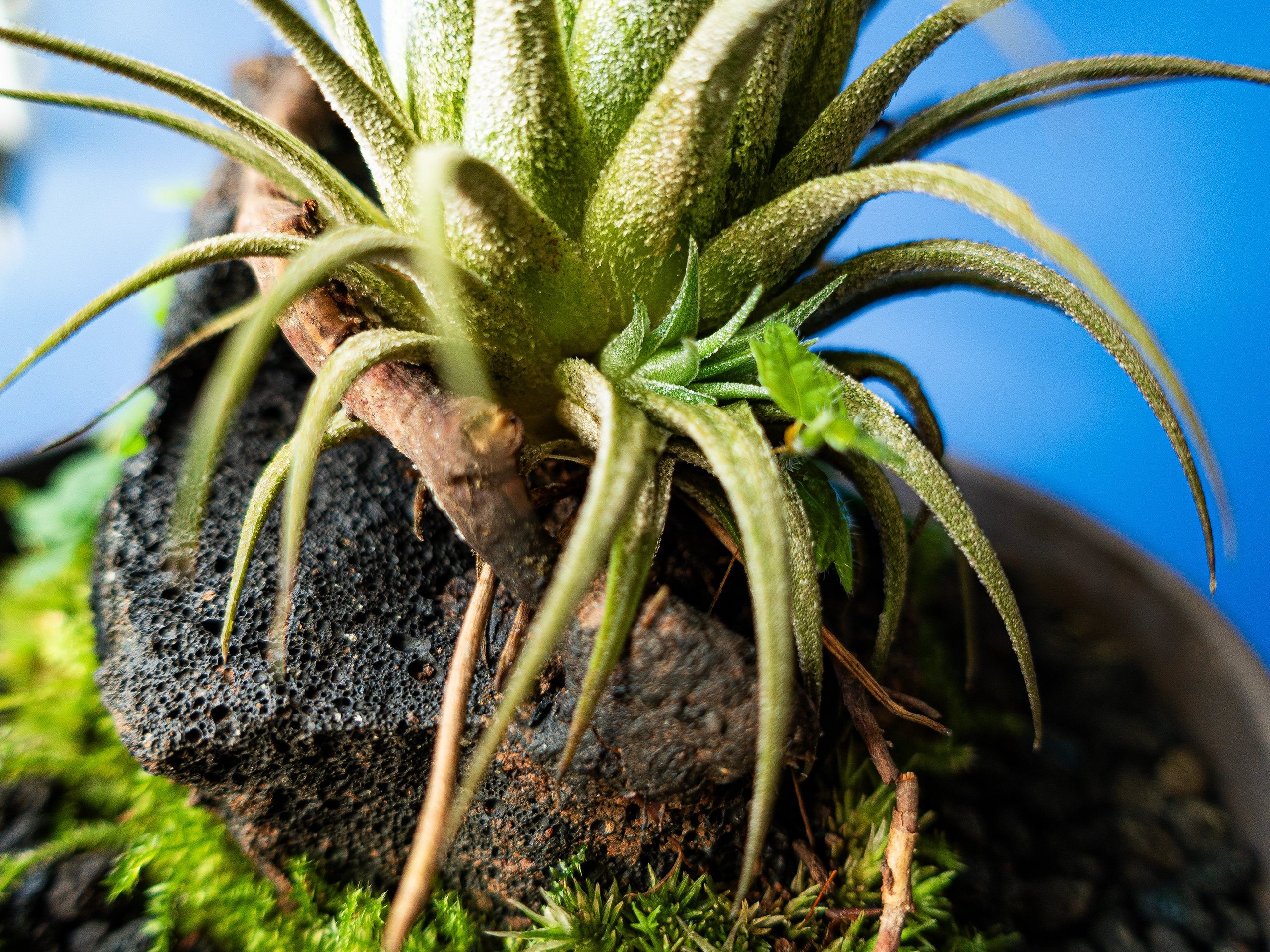 Terariu The Cloche Tillandsia planta aeriana pe baza ceramica neagra