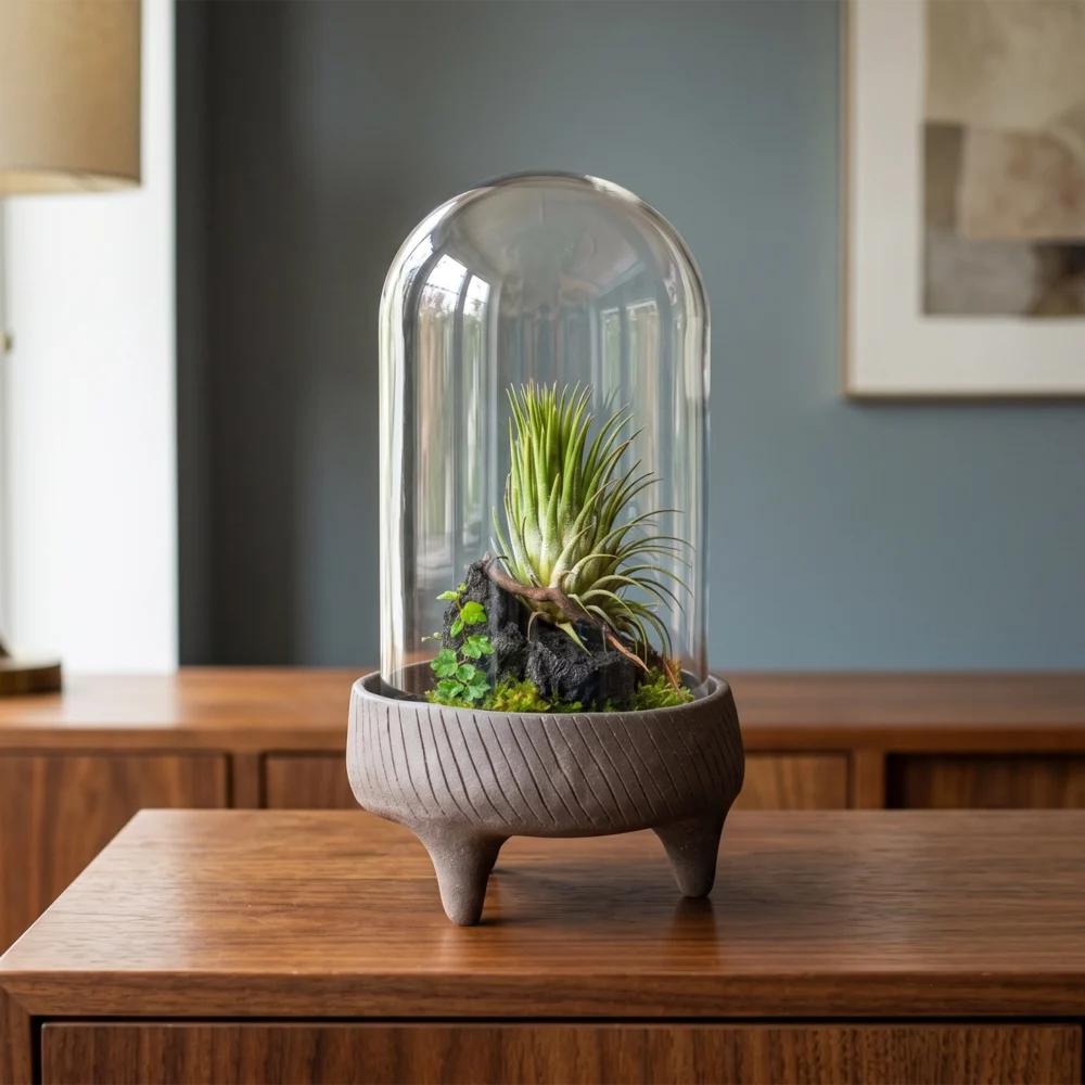 Terariu The Cloche Tillandsia planta aeriana pe baza ceramica neagra
