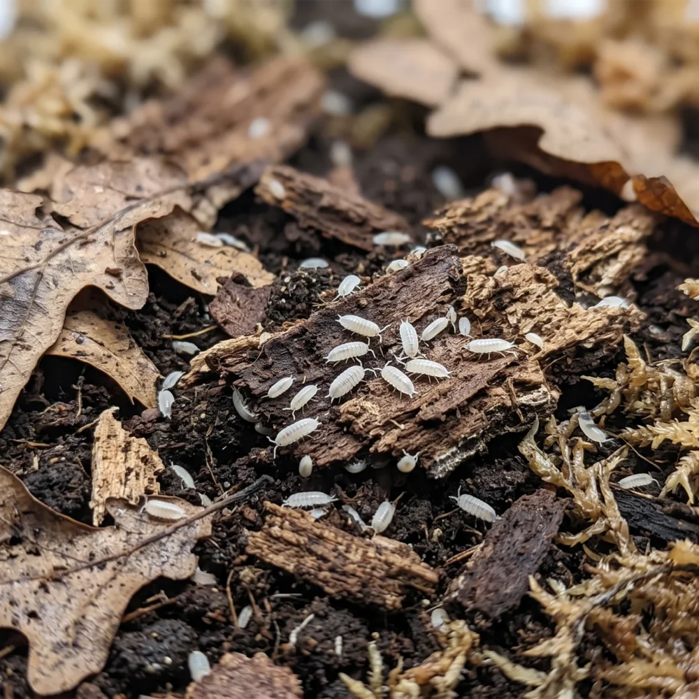 Izopode Dwarf Whites Trichorhina tomentosa in substrat umed de terariu