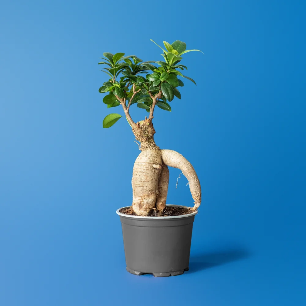 Ficus Ginseng bonsai cu radacini aeriene masive in ghiveci de interior