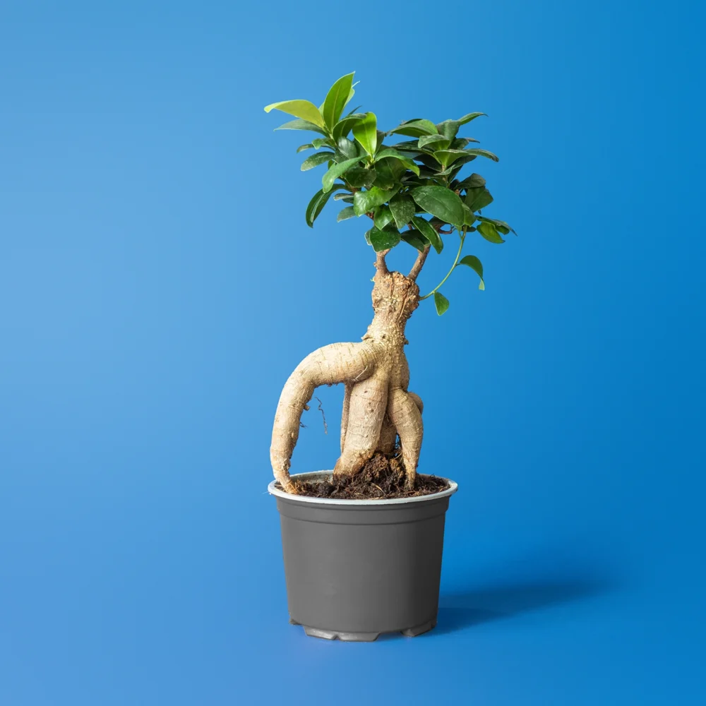 Ficus Ginseng bonsai cu radacini aeriene masive in ghiveci de interior