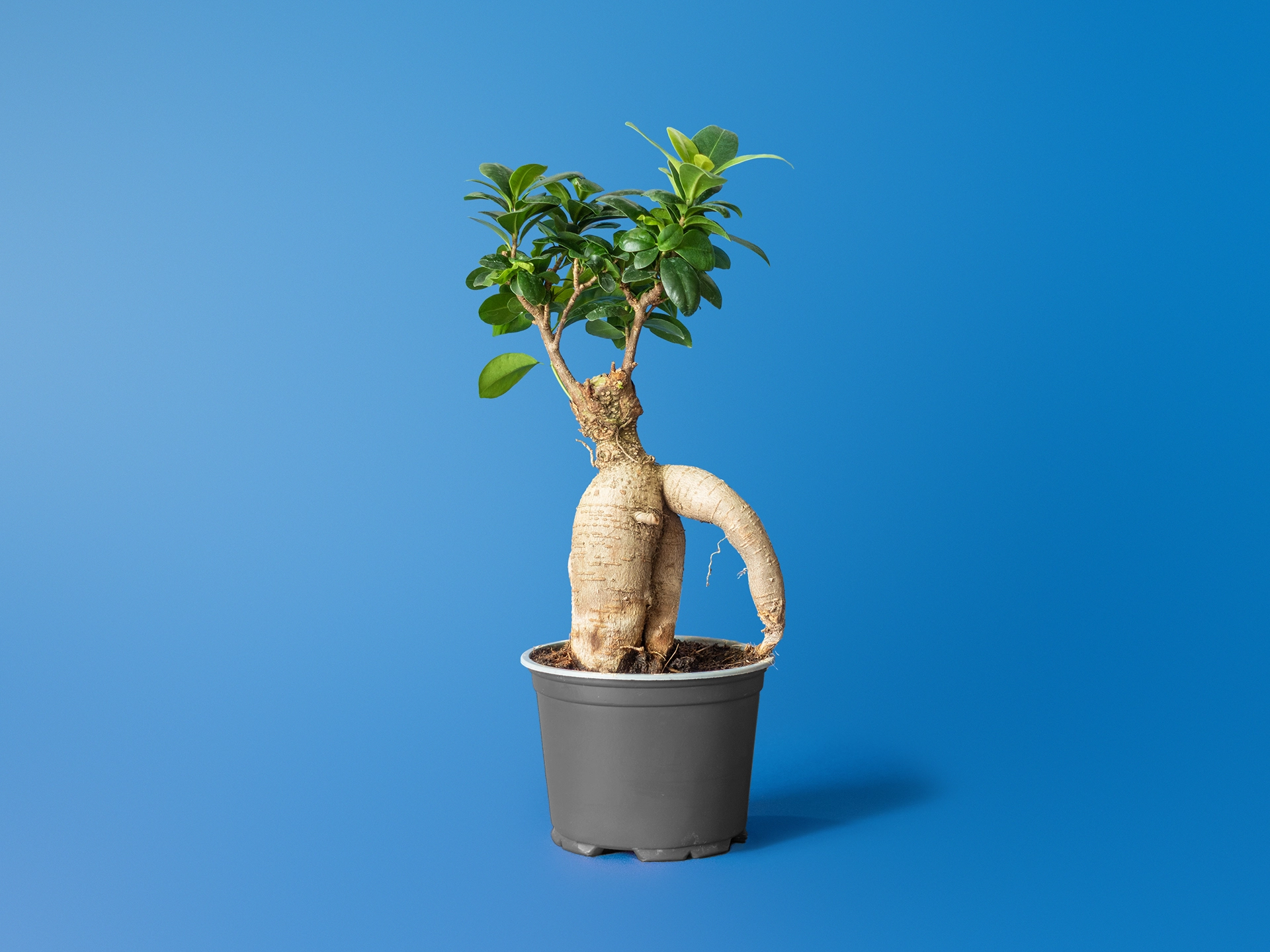 Ficus Ginseng bonsai cu radacini aeriene masive in ghiveci de interior