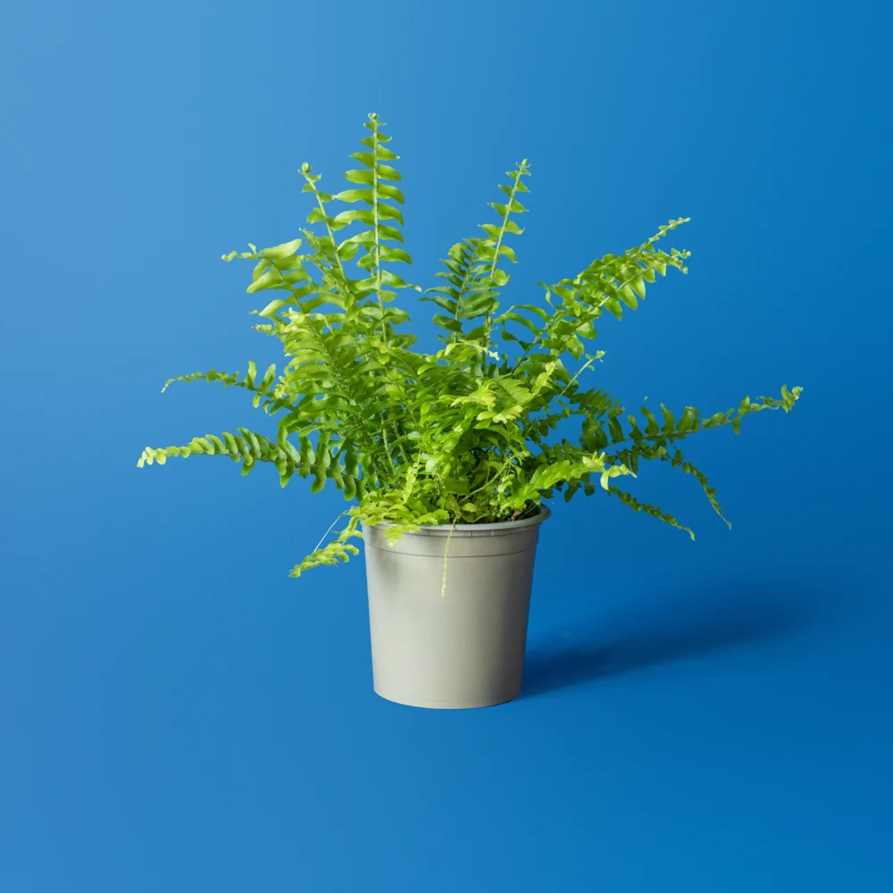 Planta de terariu Nephrolepis exaltata Green Lady feriga pitica compacta in ghiveci