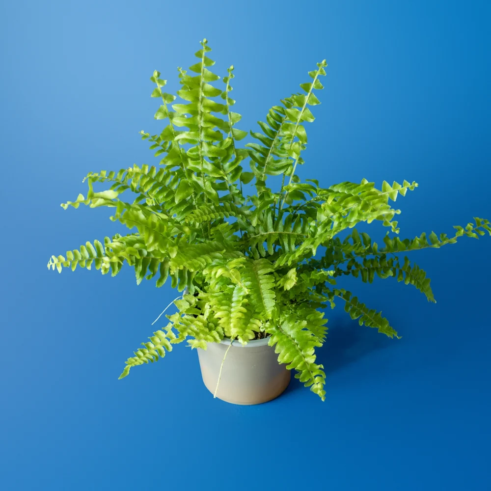 Planta de terariu Nephrolepis exaltata Green Lady feriga pitica compacta in ghiveci