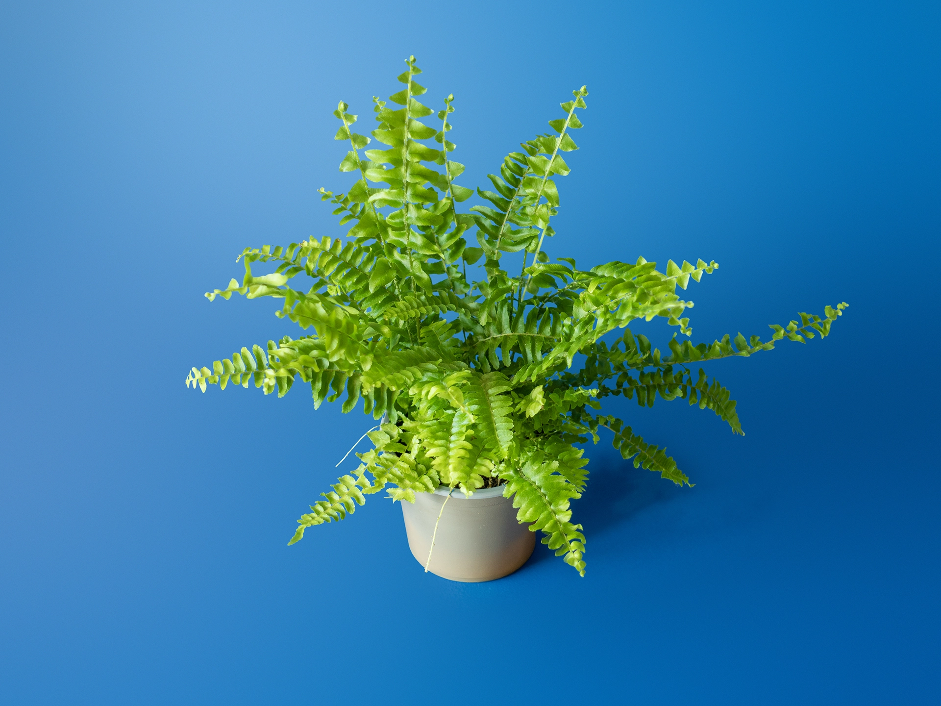 Planta de terariu Nephrolepis exaltata Green Lady feriga pitica compacta in ghiveci