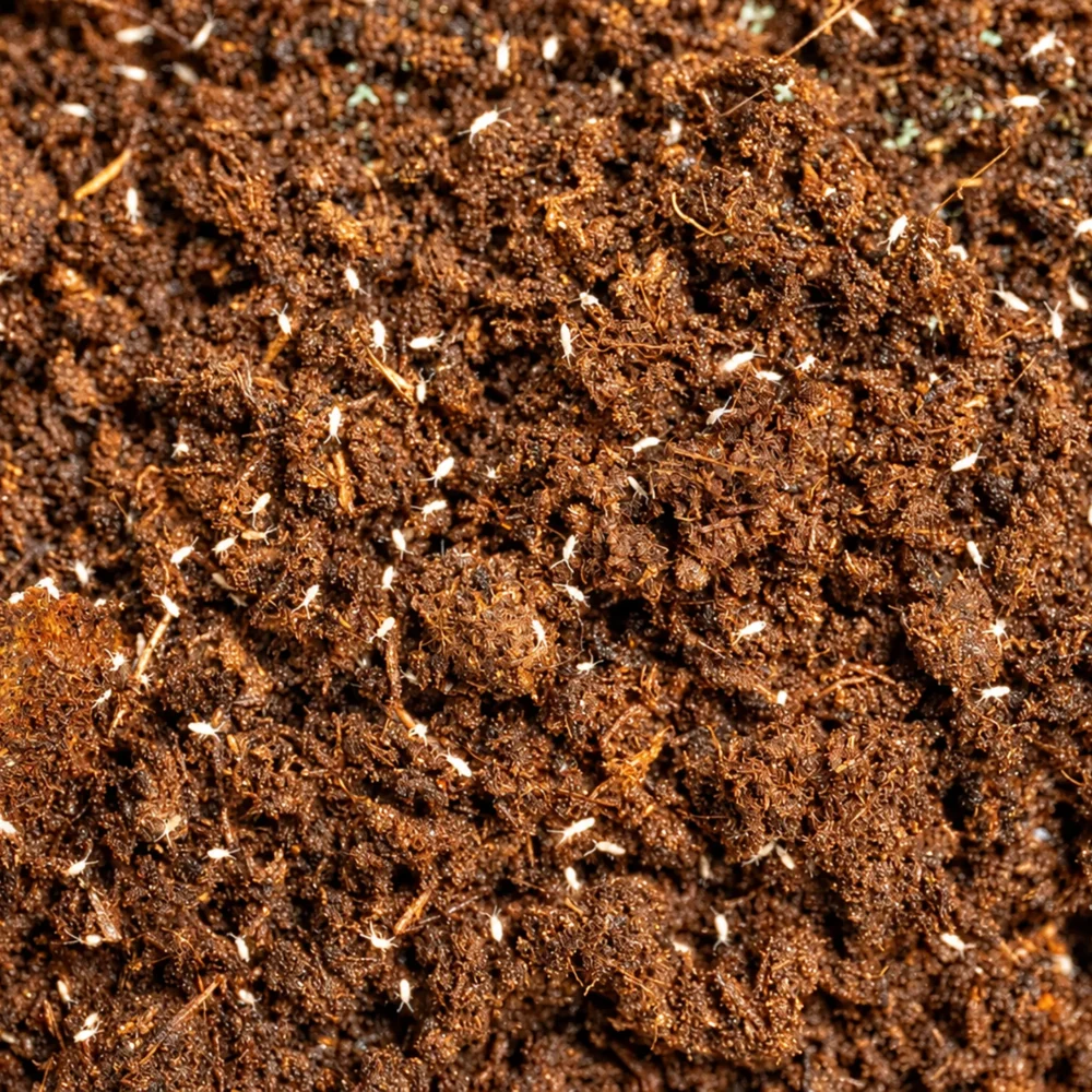 Cultura de springtails colembole bioactive pentru terarii inchise